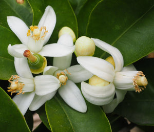 APTO Skincare_Ingredient_Orange Blossom